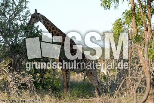 Giraffe (45 von 94).jpg